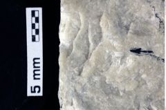 Foto (Detailansicht) von Decapoda indet. (NHMW-GEO-1990-0041-0217)